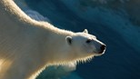 Arctic